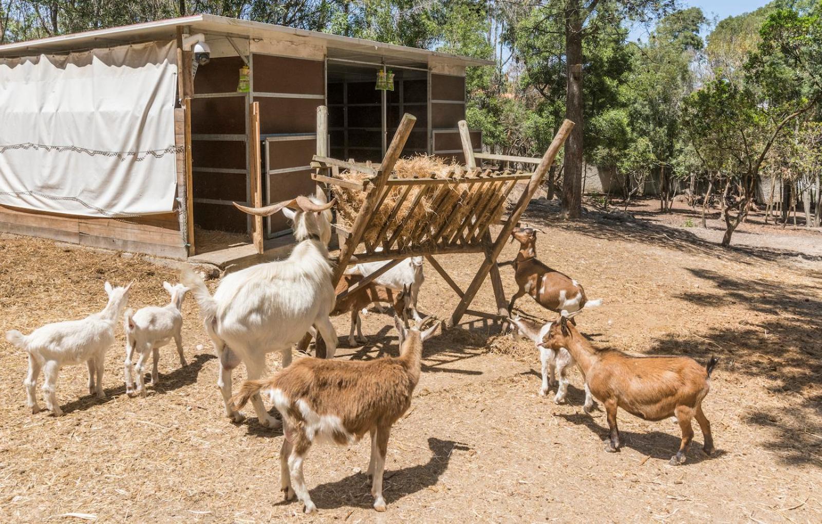 Gospodarstwo agroturystyczne Quinta De Sao Pedro Sobreda